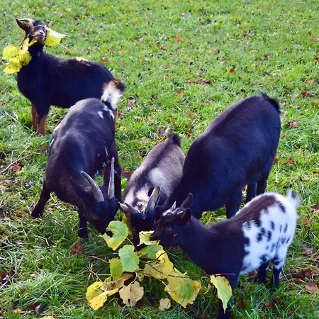 Bed And Bike * Rheine