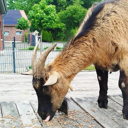 Appartamento Bed And Bike Rheine