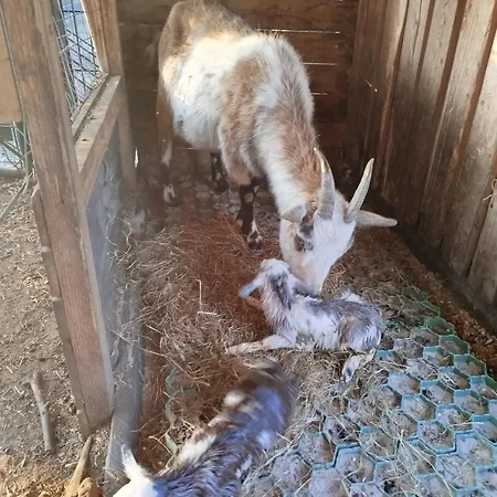 Bed And Bike 아파트 라이네