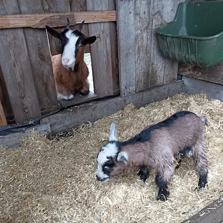 Bed And Bike 라이네