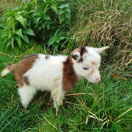 Appartamento Bed And Bike Rheine