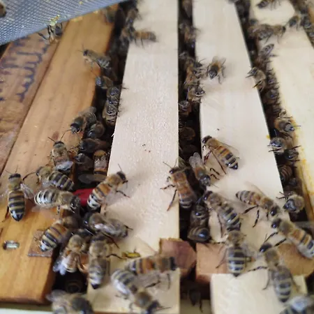 Bed And Bike 아파트 *