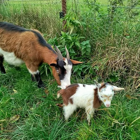 Bed And Bike * Rheine