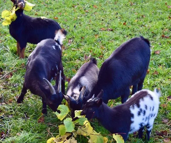 Bed And Bike * Rheine